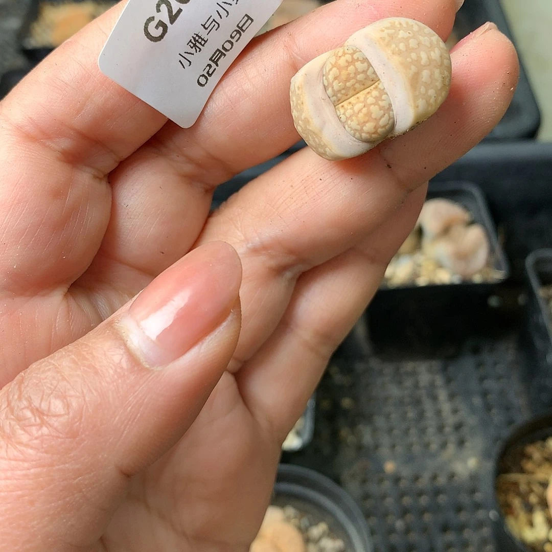 G20多肉植物保护研究所