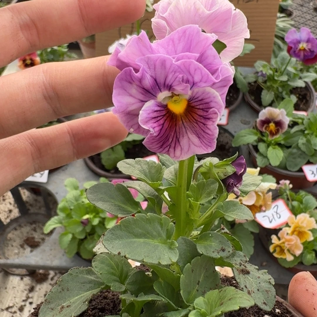 大部分花苞少量开放326