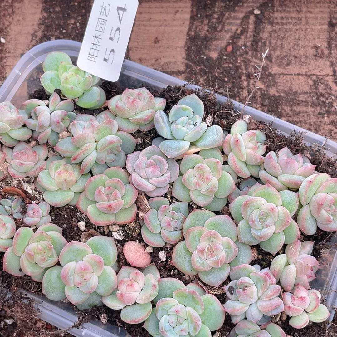 大***妮多肉植物多肉植物554