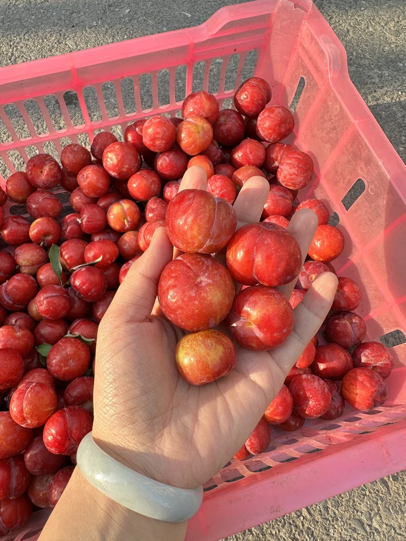 【顺丰包邮】宁都特产李子水果新鲜当季酸甜红皮黄肉嘎嘣脆