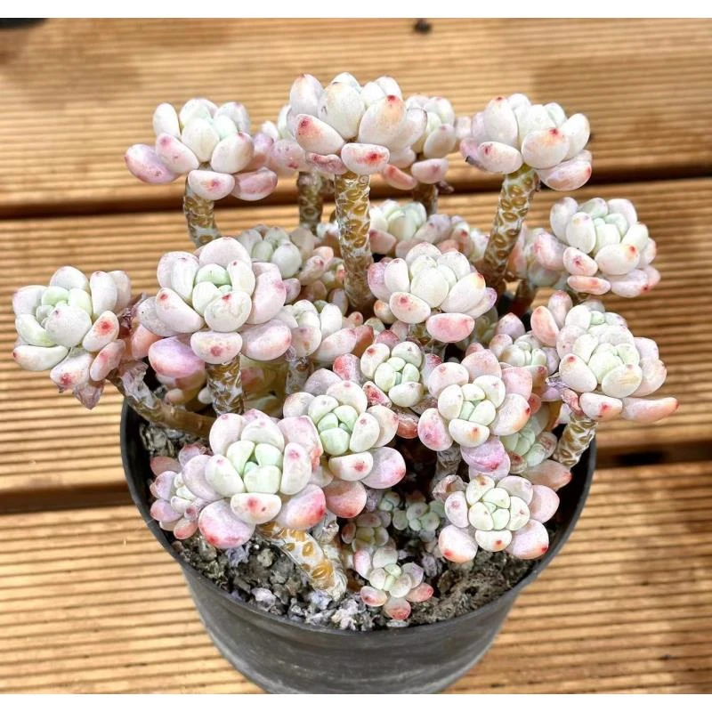 15 杯 樱花罗琦  前男友精品多肉