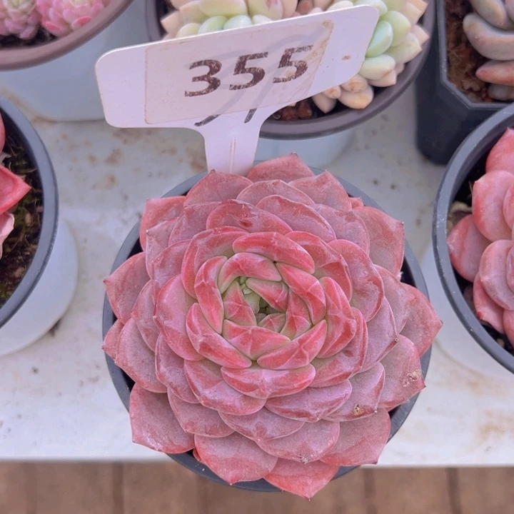 健健康康平平安安多肉