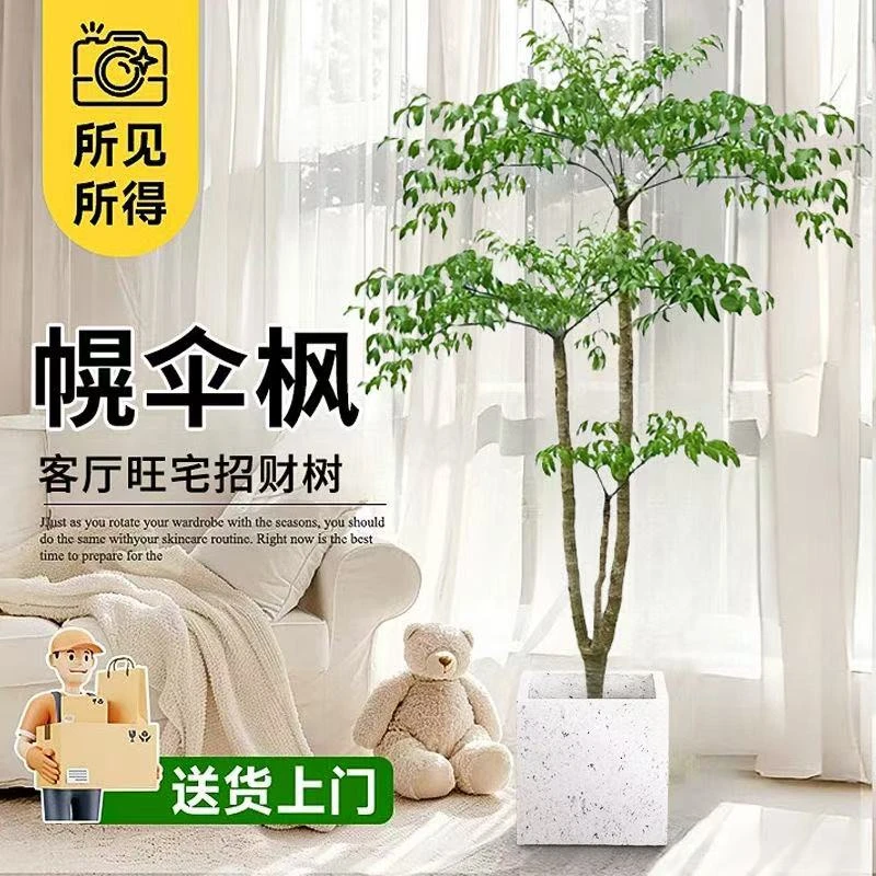 【植光秘镜】幌伞枫原生幸福树老桩客厅办公室内大型绿植新房吸甲醛