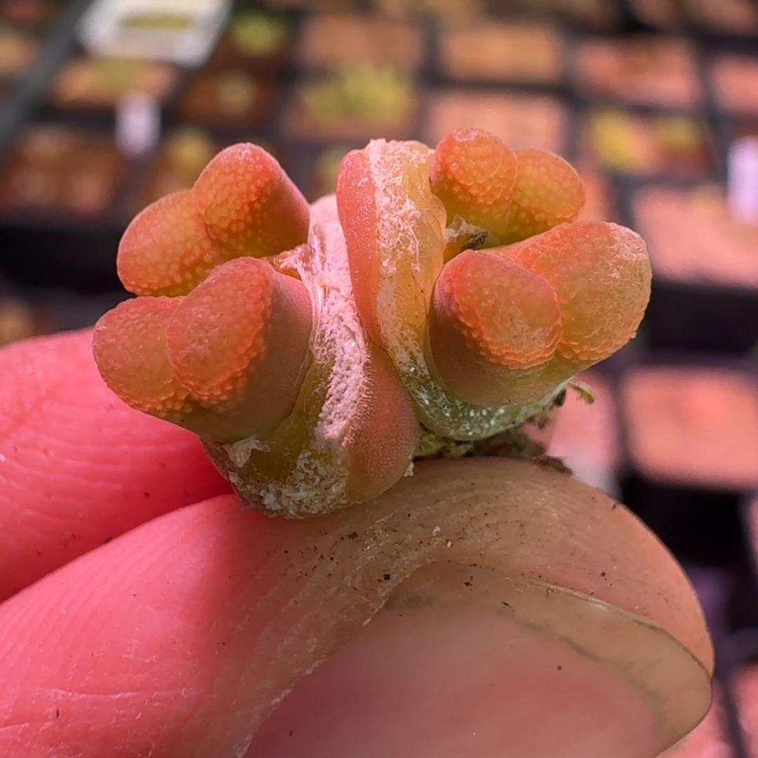 云缦精品番杏16.47日系橘红鱼籽