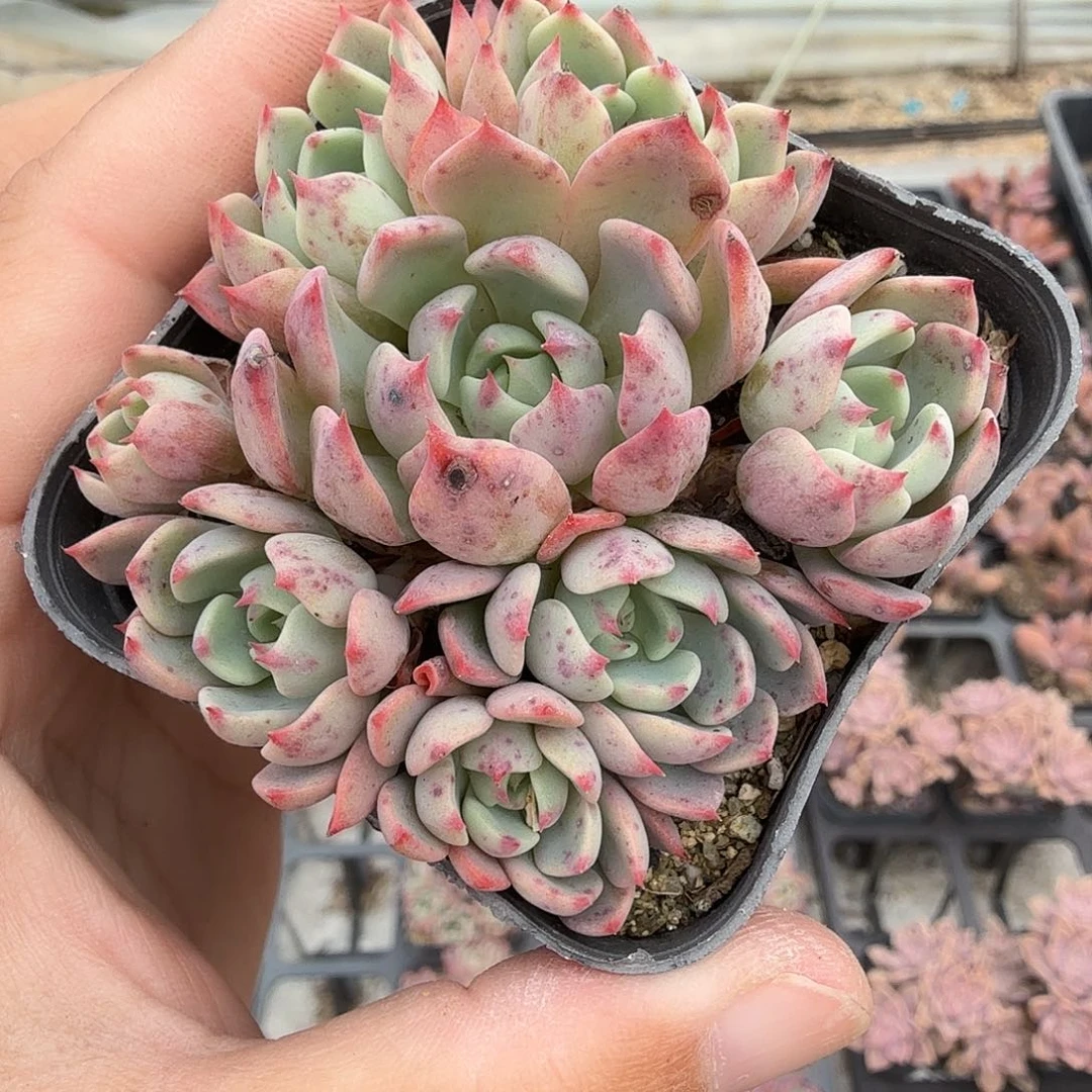 127六公分无砍娜娜小勾满20包邮