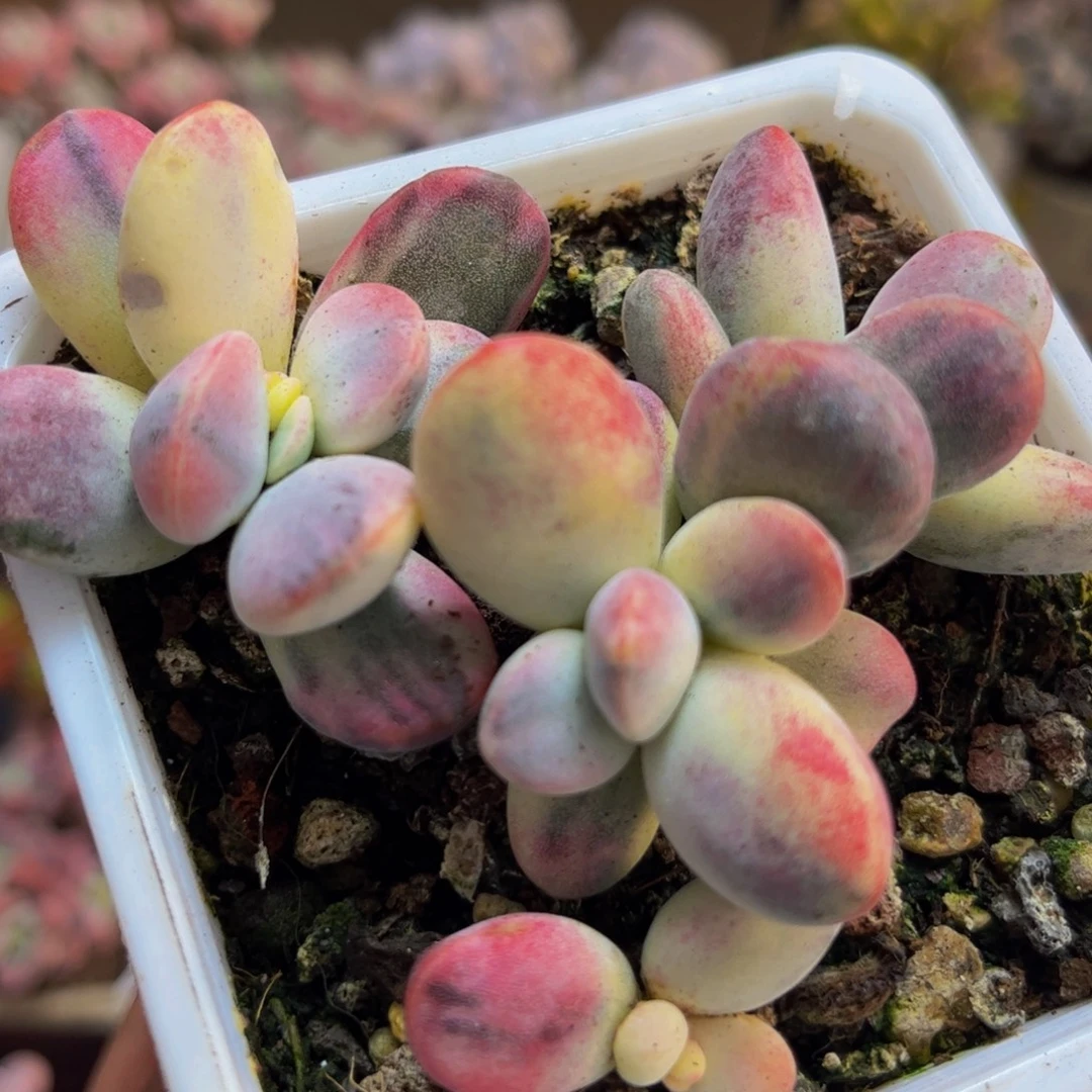 632/8cm乒乓福娘多肉