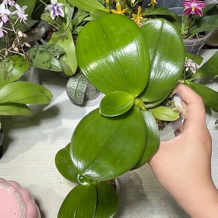 老***！当前无花栽培后可以开花变色龙