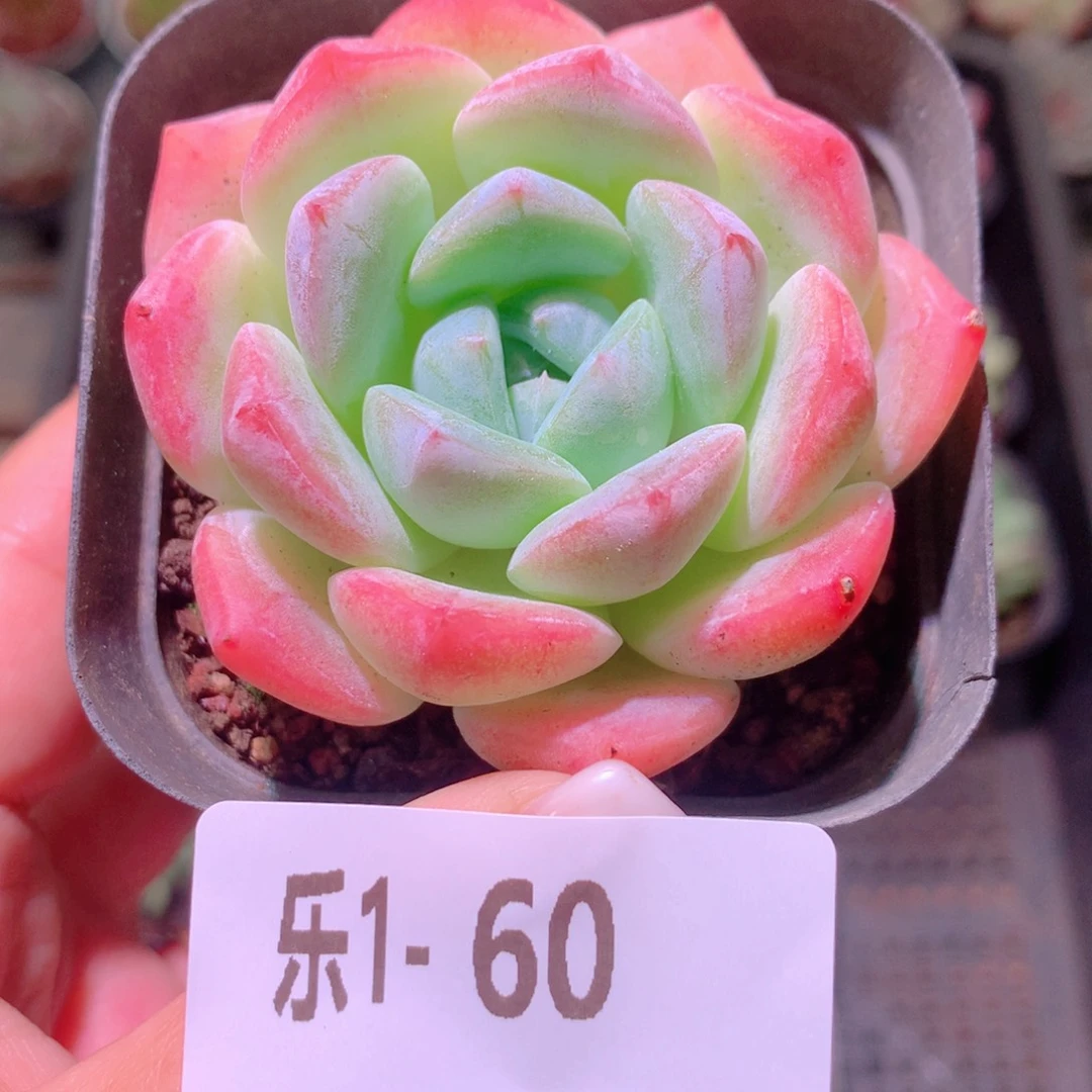 乐然 1-60 冰糖单头