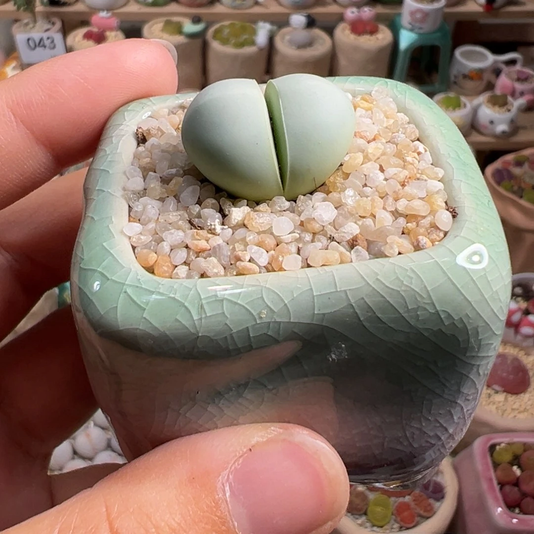 多肉植物54号元宝