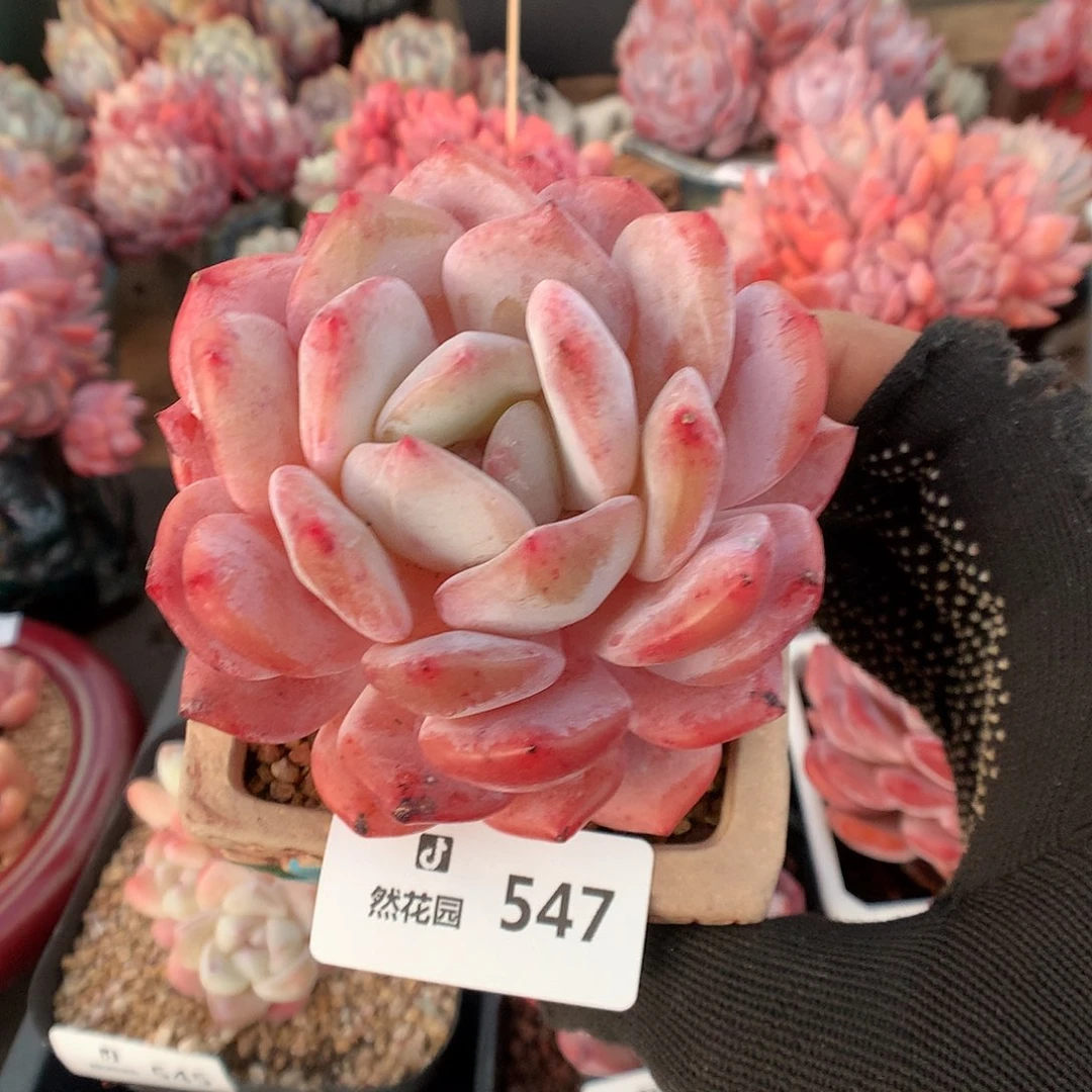 547日本雪天使多肉666