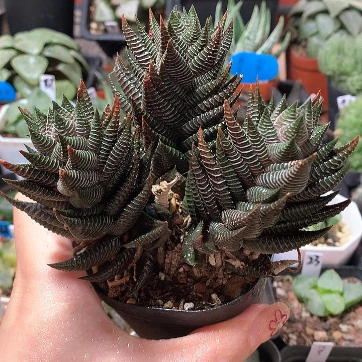 49号白马城硬叶一物一拍