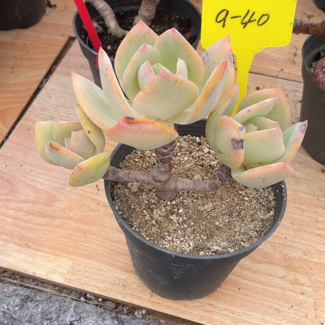 嘻***哈0301  白凤  六月六