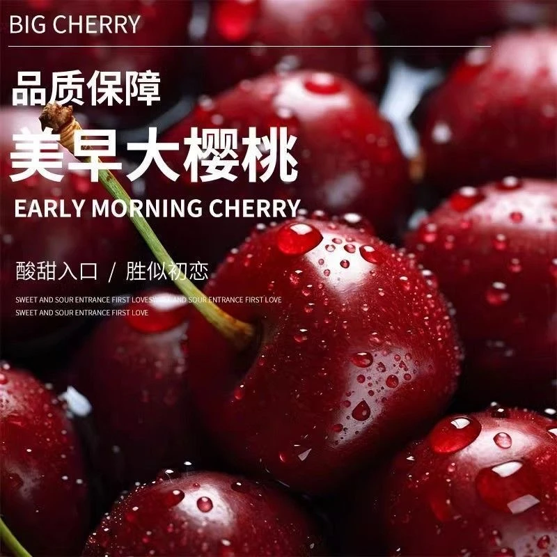 2美早大樱桃现摘山东露天国产车厘子果园直发顺丰包邮或EMS空运B