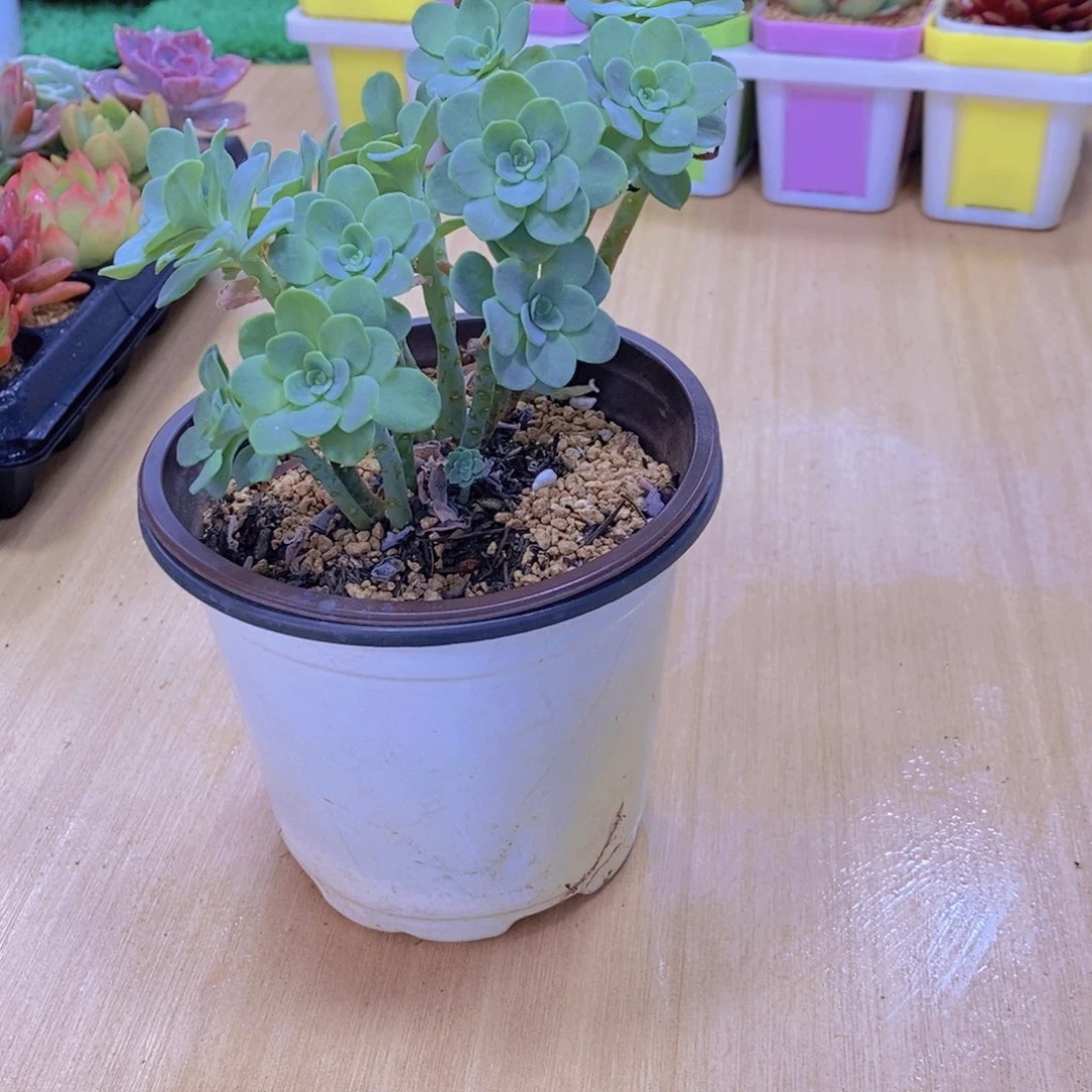 无花朵多肉植物薄化妆90