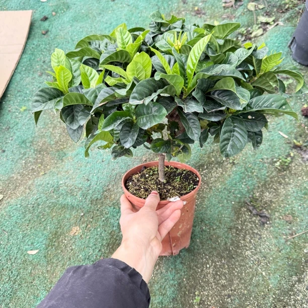 尾货处理无花苞老桩独杆小叶栀子花盆栽植物浓香四季好养常绿