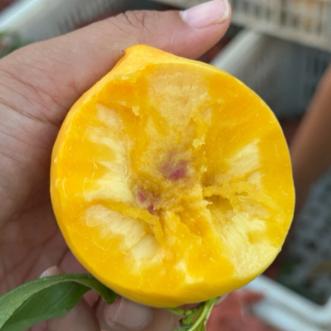 芒芒桃 纯甜黄油桃 4斤 顺丰 新鲜 风味浓郁 放软吃