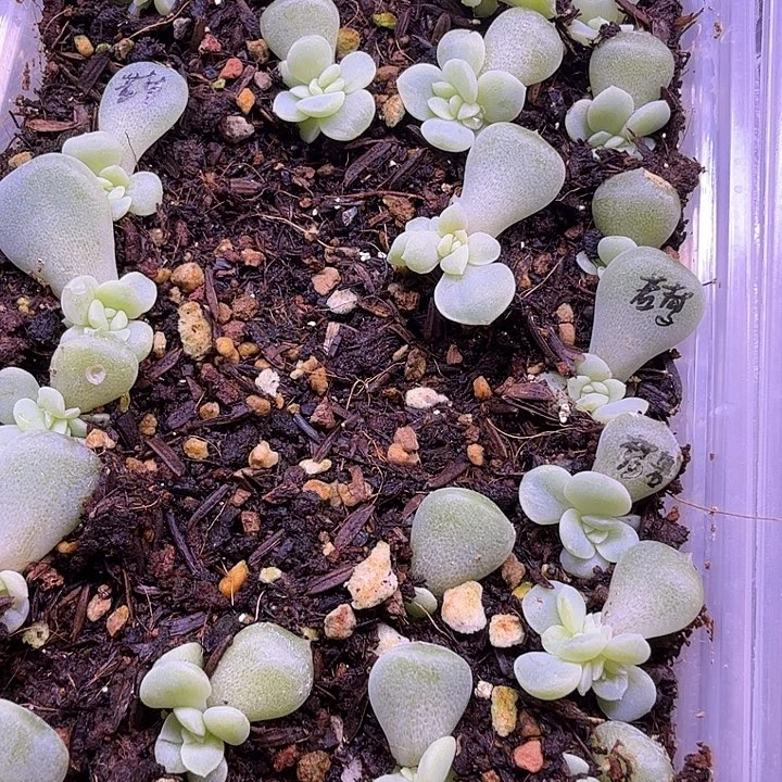 若梦3颗一组随机发