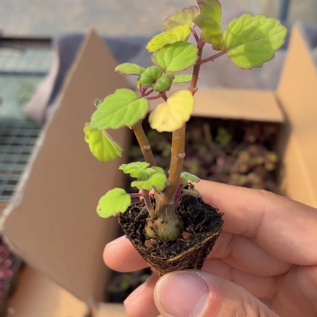 爱氏延命草多肉9.9包邮发货