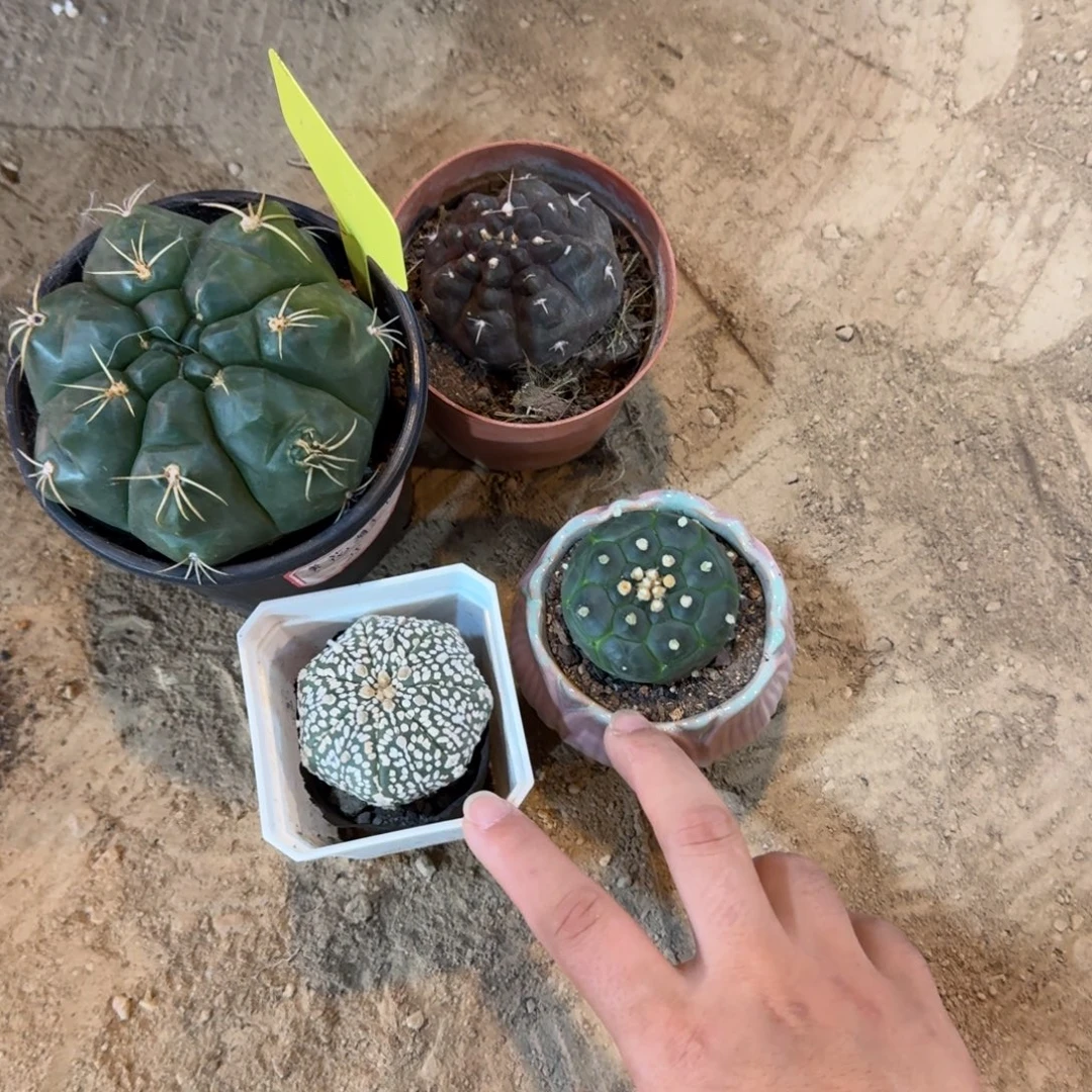 过***。可口可乐了可口可乐了