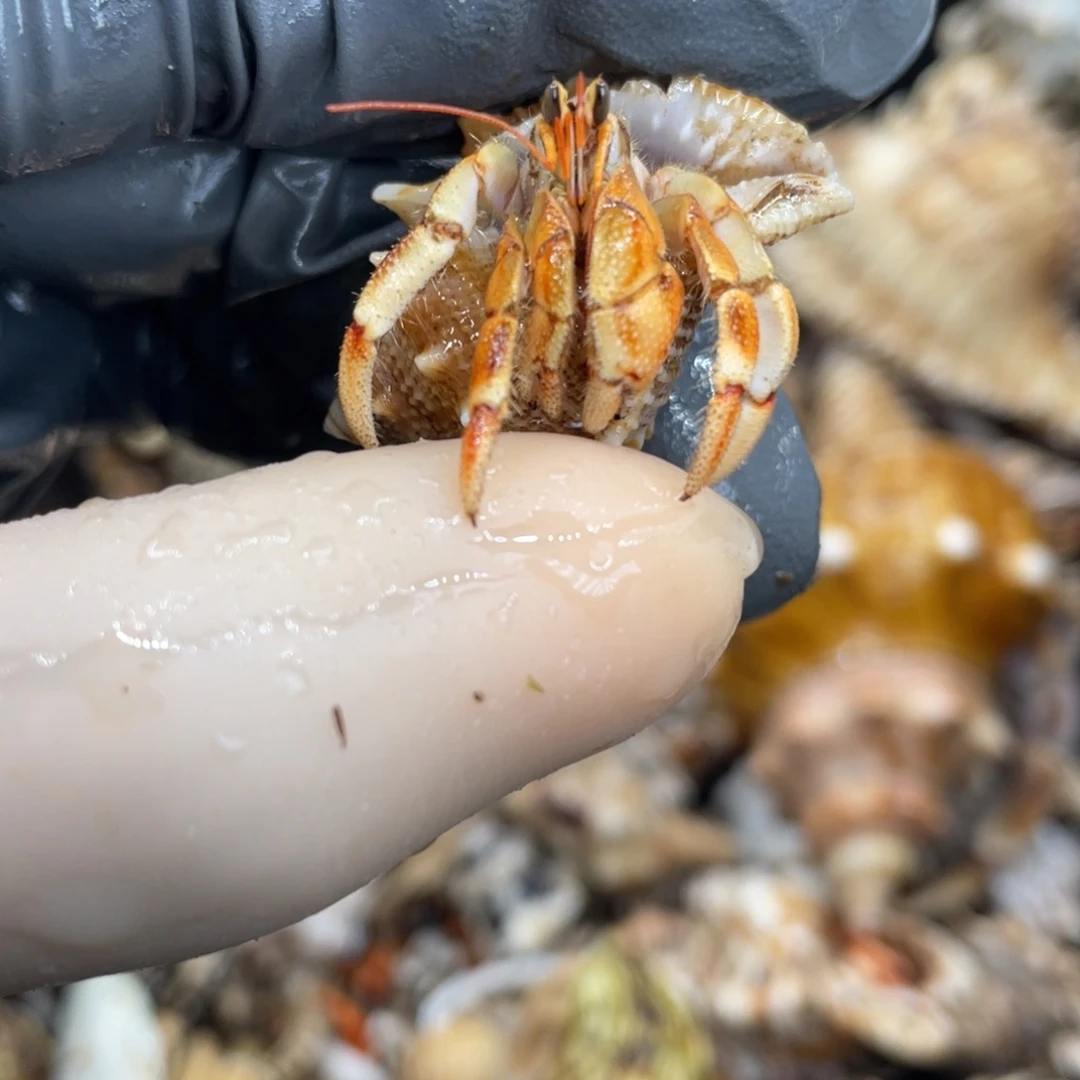 不退不换活体宠物147