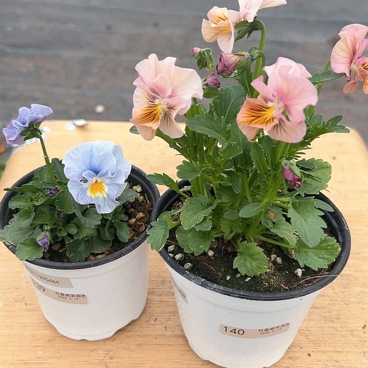 水晶抖音直播闪拍139/140