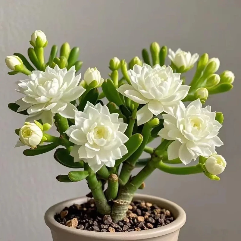 【四季开花】新品紫月寒种球四季种植重瓣大花浓香室内花卉盆栽