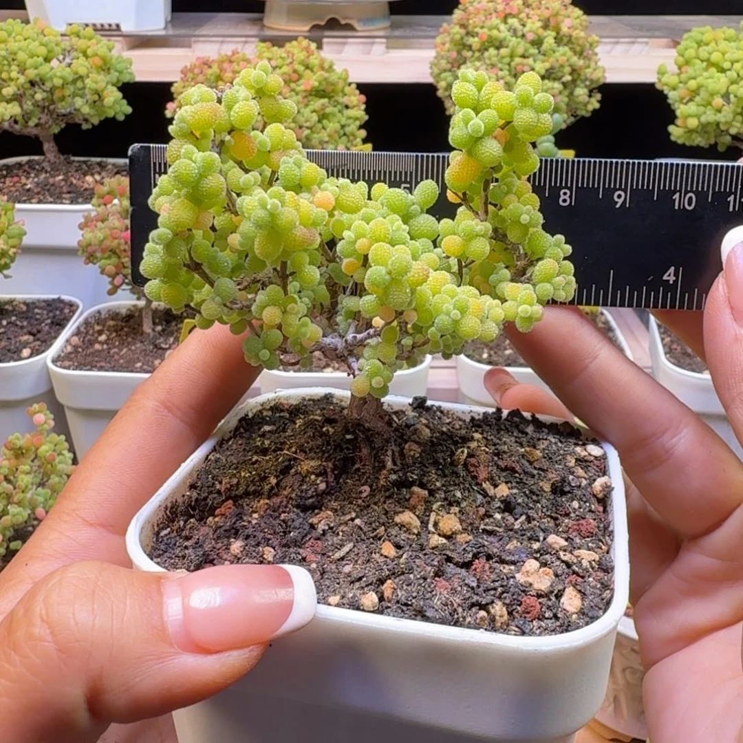 a209号金桔冠服8厘米左右