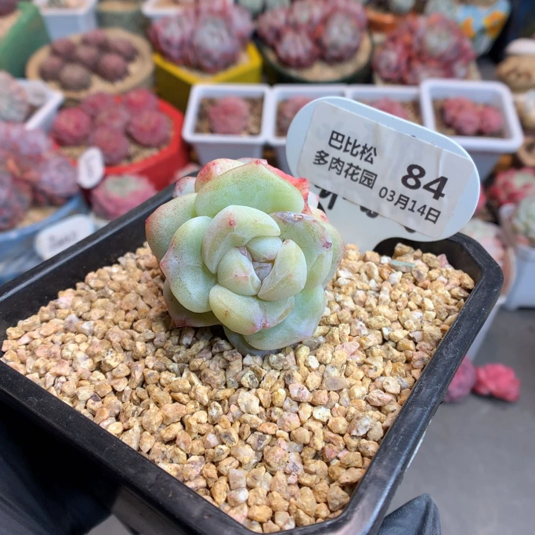 白*琛84 冰玉石化多肉