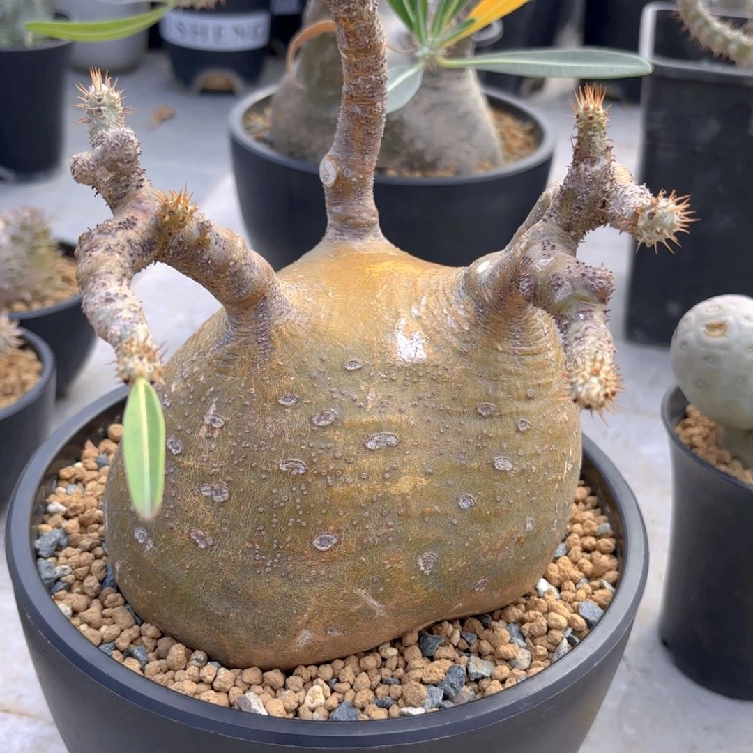 矮胖象牙宫G g g g g g g