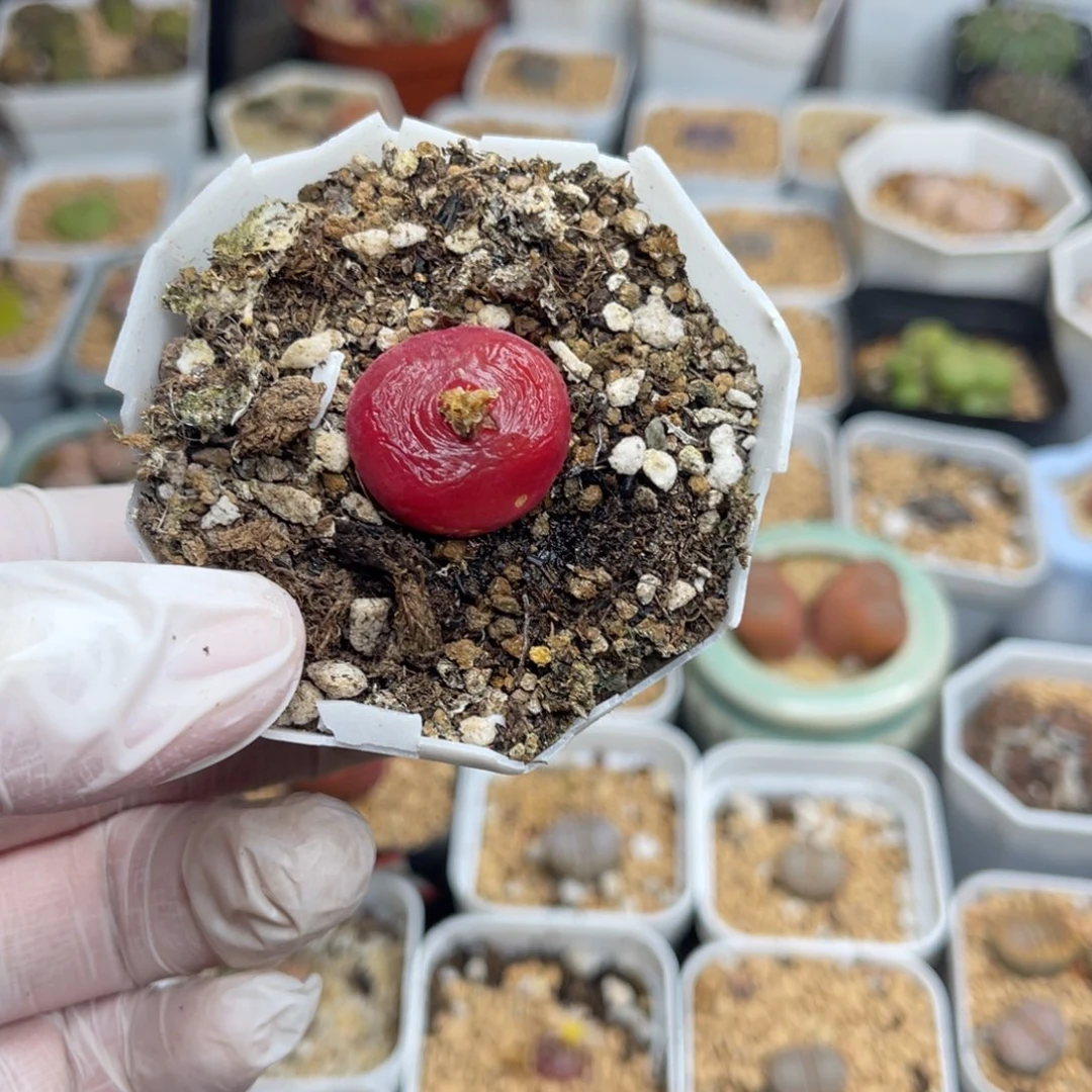 多肉植物一物一拍97