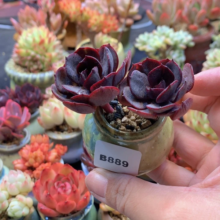 一物一拍含盆土满38包邮B889