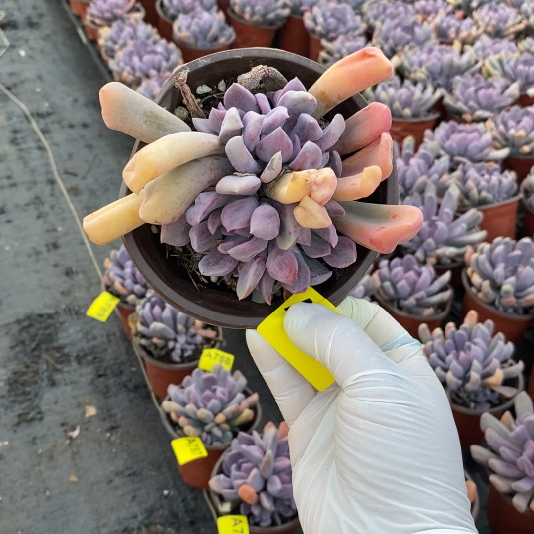 静***791丘比特一物一拍