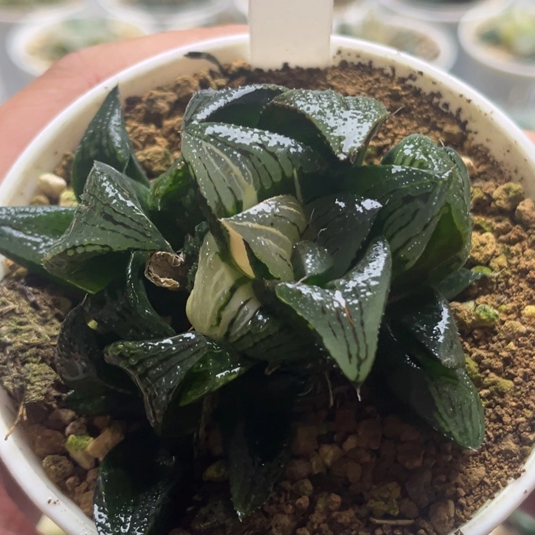 183芭提雅发发发发发发