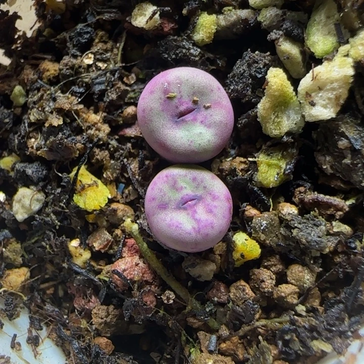 红嘴漂亮多肉植物762