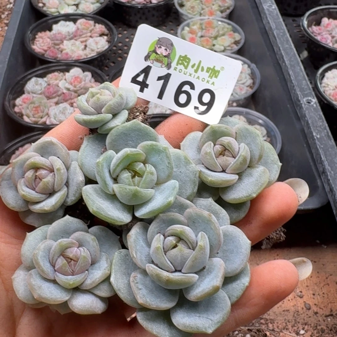 暖****多肉植物多肉植物