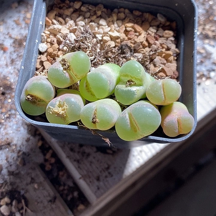 30350。  一颗粉红女郎。  风铃。