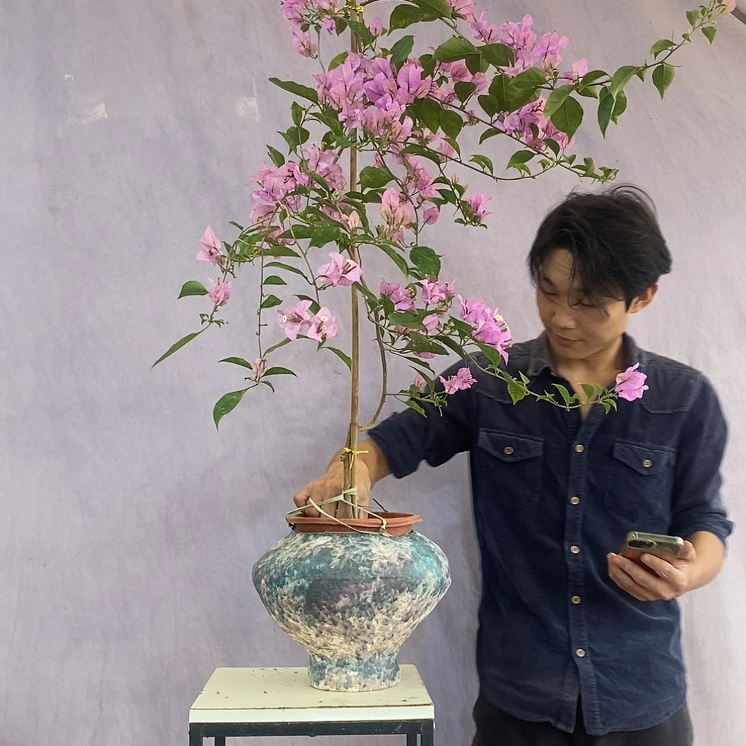 大量花朵（建议范围：8朵-15朵 或40%以上）巴西紫