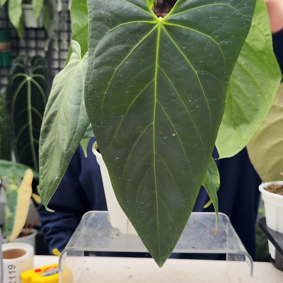 完全开放C118 西尼亚杂蝠鲼