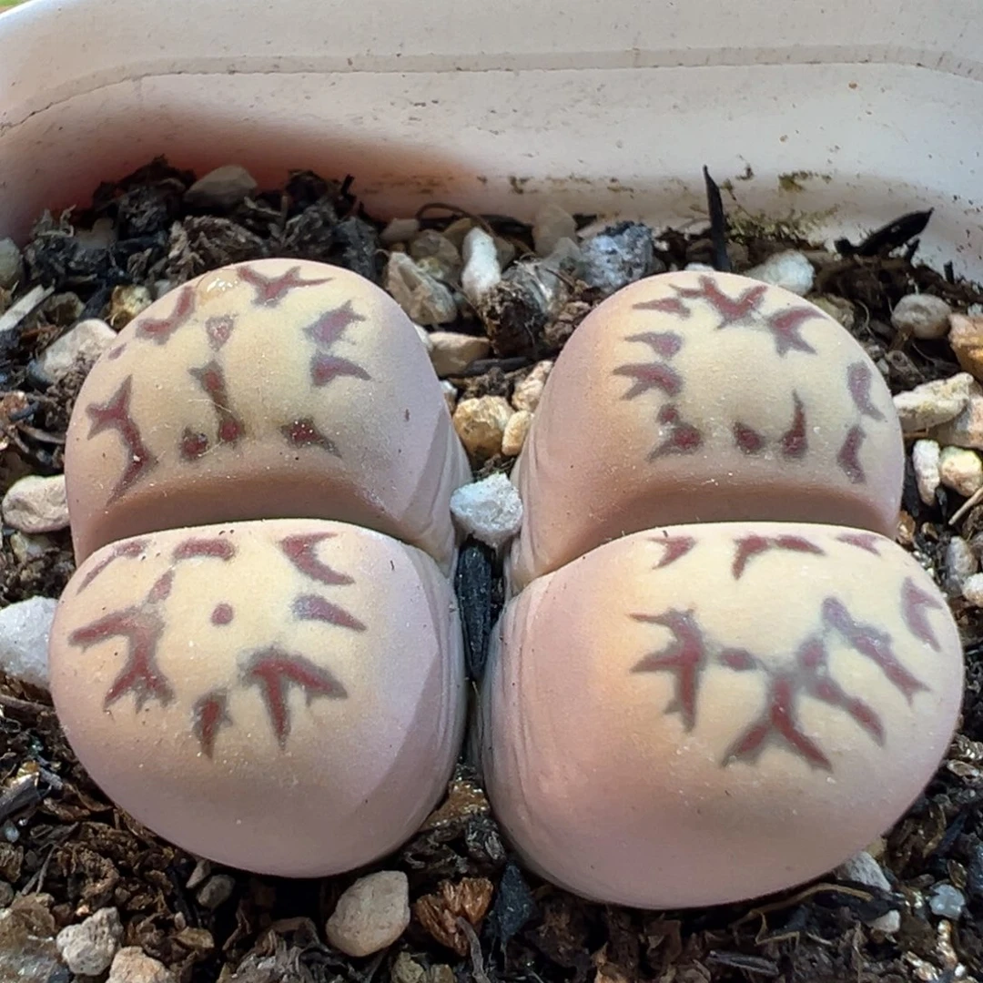 632多肉植物种类多样