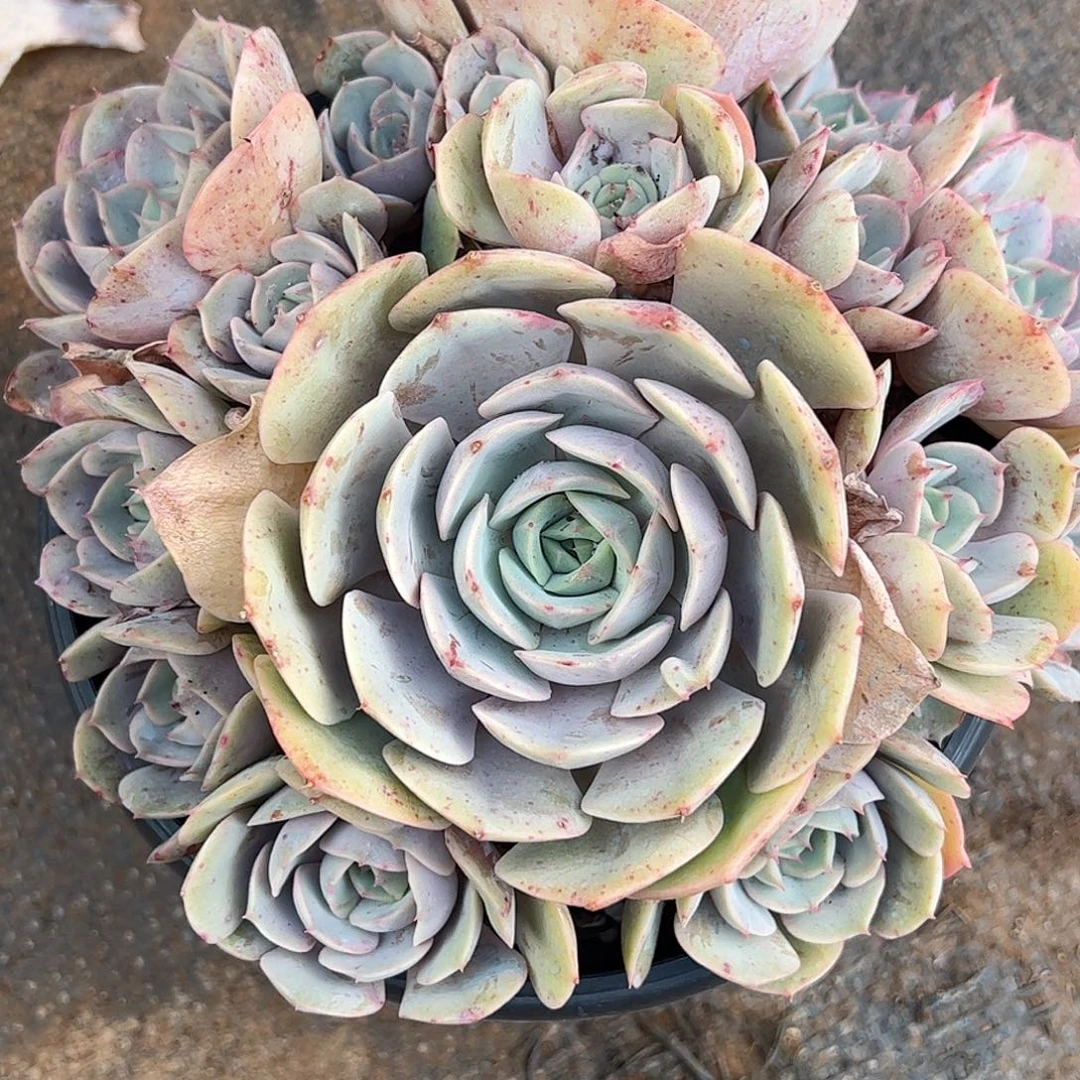 蓝色苍露，一物一拍