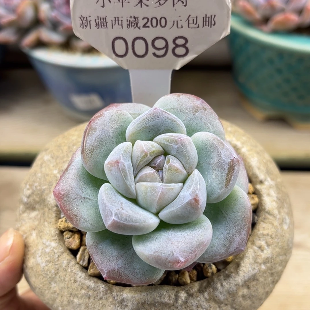 白底冰玉098/6cm单头