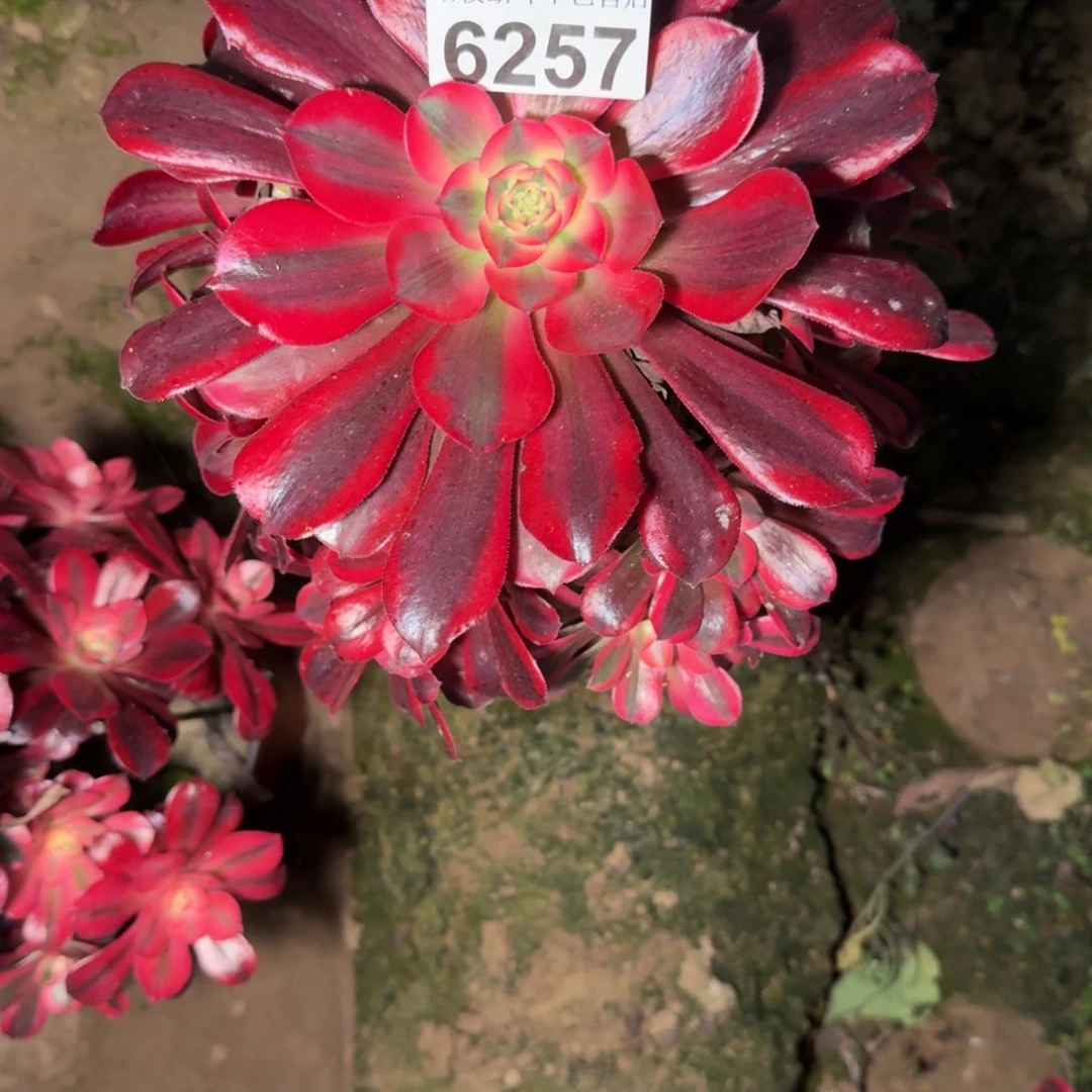 6257美杜莎多肉植物