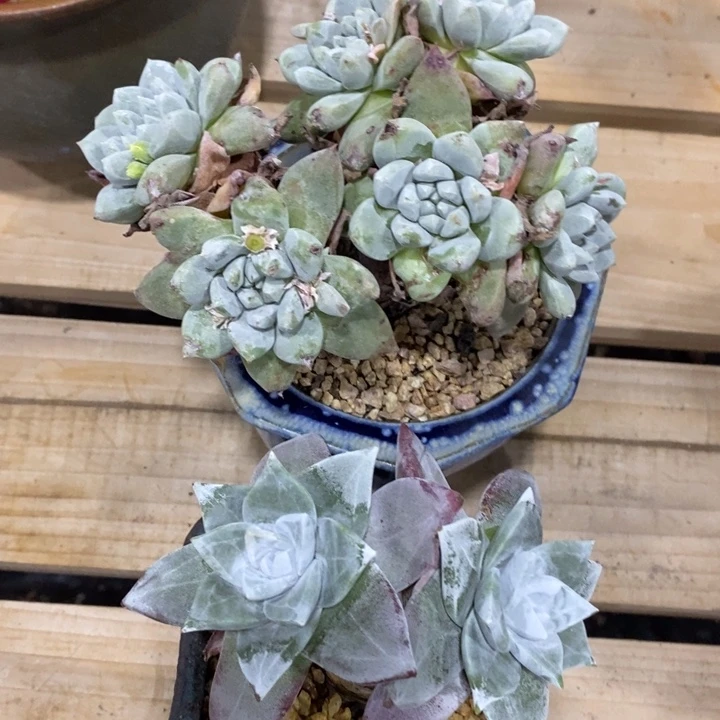 大玫瑰叶和厚叶苹果叶杂拇指，59555