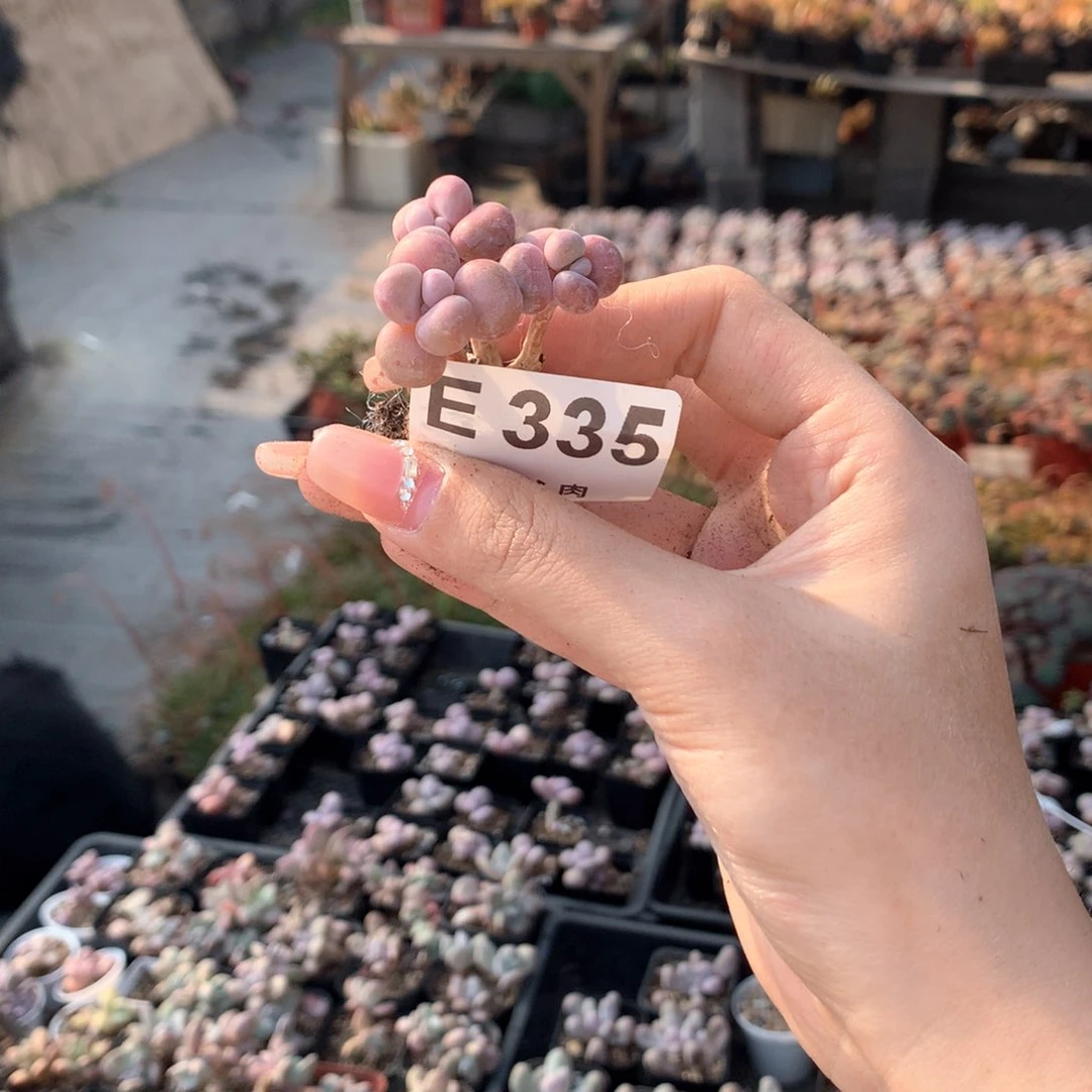 腰子桃蛋335哈哈哈