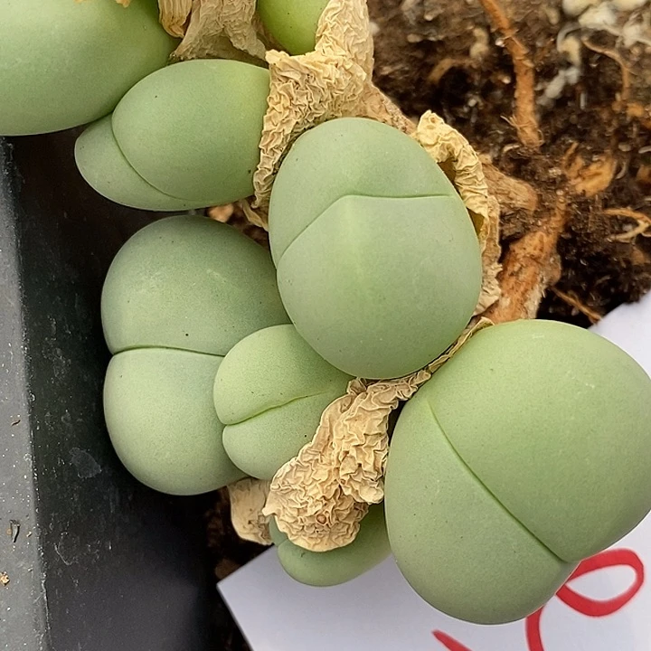 340鲨鱼嘴一群一群