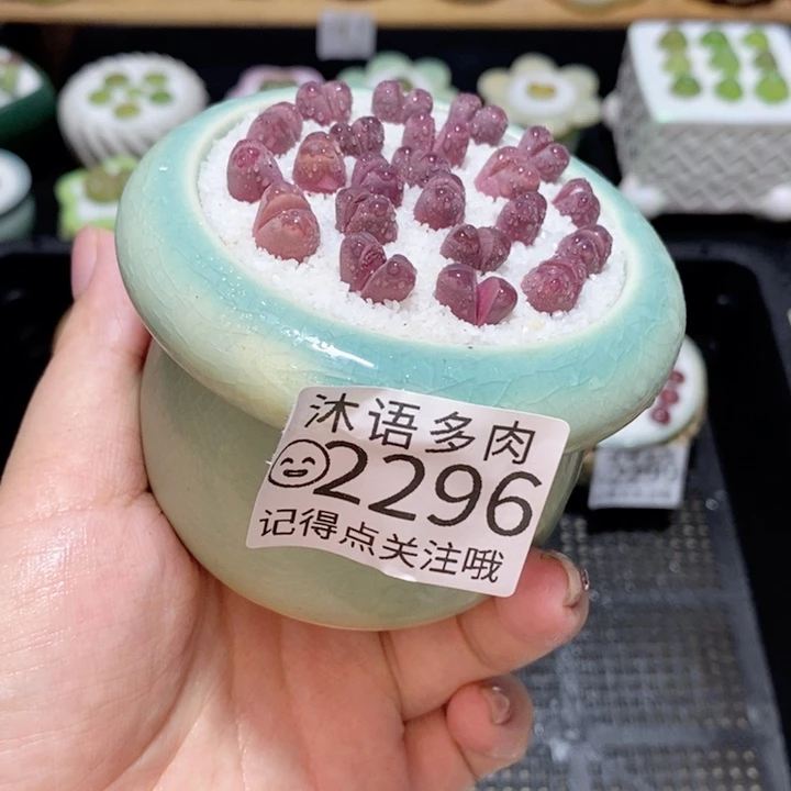 精美盆栽 一物一拍2296
