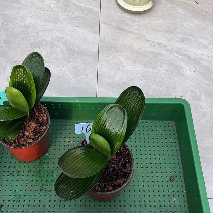 完全开放油麻短叶