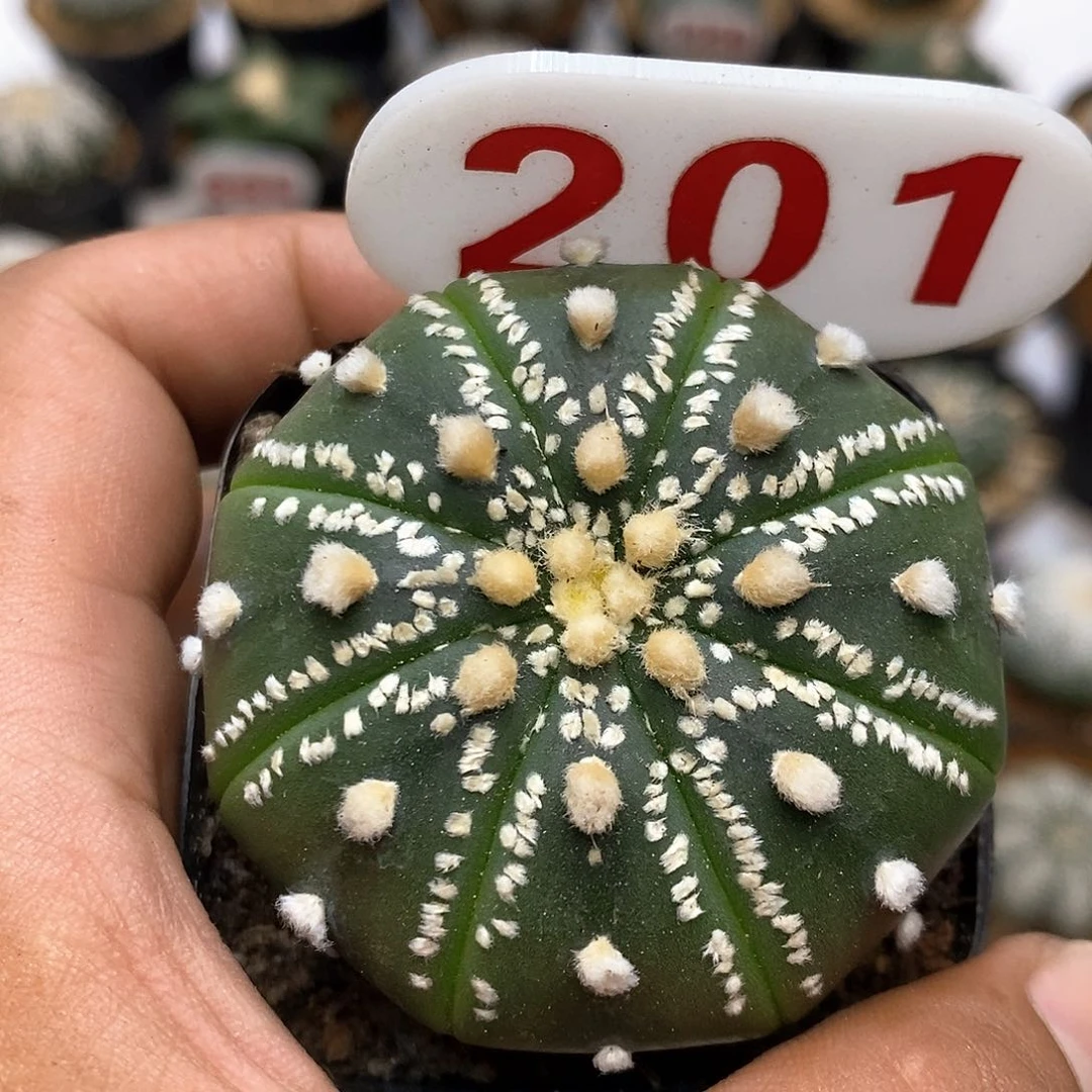 201福利特价咯美纹特价