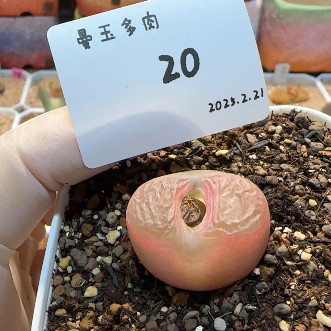 多肉多肉多肉2.21-020