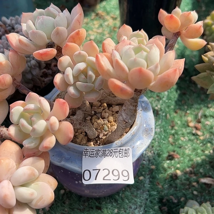 幸运儿的故事也是很精彩